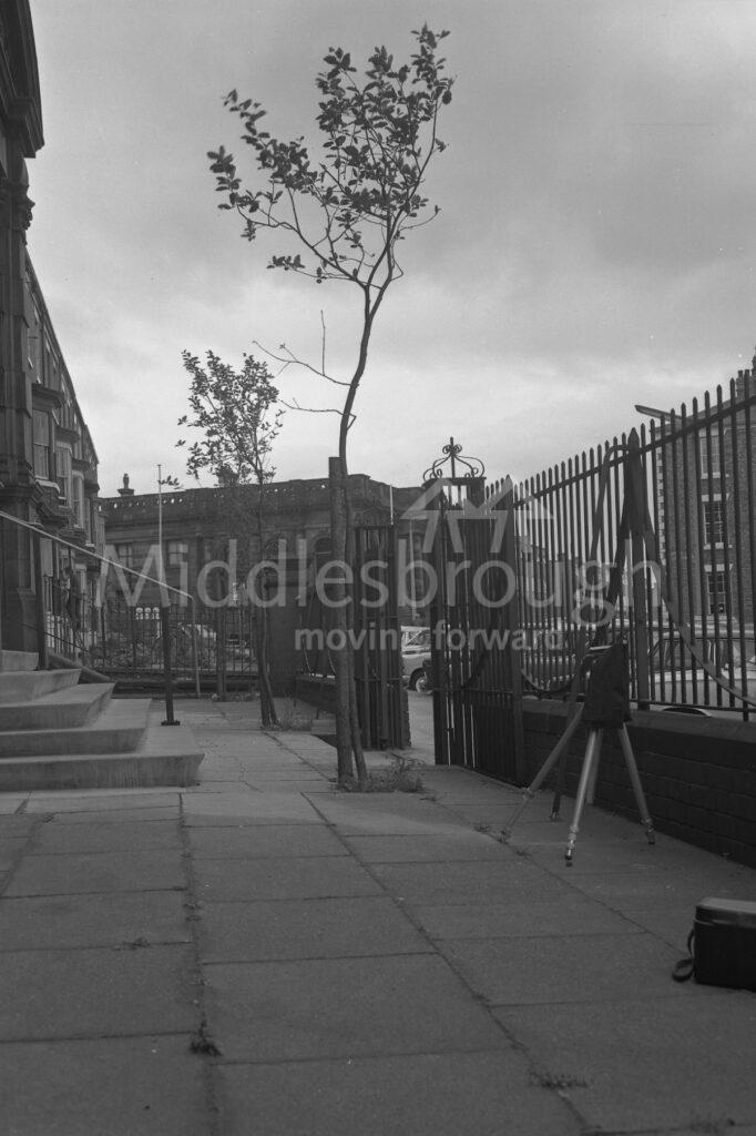 Trees along Queen's Square in Middlesbrough.
